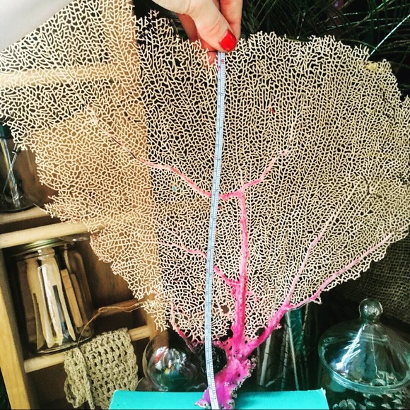 VINTAGE EXTINCT RED SEA FAN 2: $120 - Picture 2 of 6